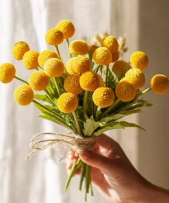 Billy Button Seeds - 50 Count Craspedia Globosa - Unique Yellow Ball Blooms - Image 2
