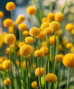 Billy Button Seeds - 50 Count Craspedia Globosa - Unique Yellow Ball Blooms - Image 3