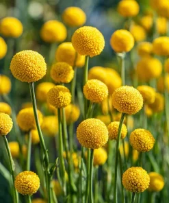 Billy Button Seeds - 50 Count Craspedia Globosa - Unique Yellow Ball Blooms - Image 4