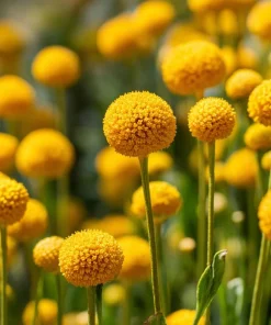Billy Button Seeds - 50 Count Craspedia Globosa - Unique Yellow Ball Blooms - Image 5