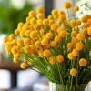 Billy Button Seeds - 50 Count Craspedia Globosa - Unique Yellow Ball Blooms - Image 1