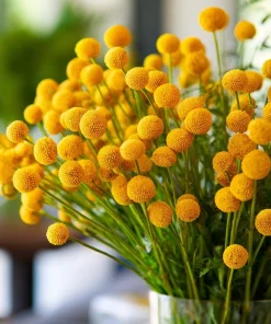 Billy Button Seeds - 50 Count Craspedia Globosa - Unique Yellow Ball Blooms - Image 1