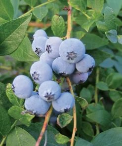 Biloxi Southern Highbush Blueberry Live Plant 4-6 inches - Fruit Bush - Image 2