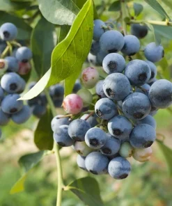 Biloxi Southern Highbush Blueberry Live Plant 4-6 inches - Fruit Bush - Image 3