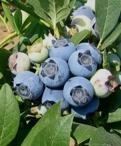 Biloxi Southern Highbush Blueberry Live Plant 4-6 inches - Fruit Bush - Image 4