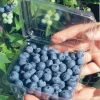 Biloxi Southern Highbush Blueberry Live Plant 4-6 inches - Fruit Bush - Image 1