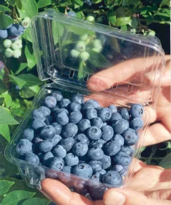 Biloxi Southern Highbush Blueberry Live Plant 4-6 inches - Fruit Bush - Image 1