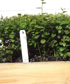 Biloxi Southern Highbush Blueberry Live Plant 4-6 inches - Fruit Bush - Image 5