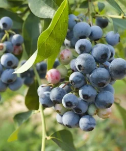 Biloxi Southern Highbush Blueberry Live Plant - Healthy 2 Year Old Outdoor Bush - Image 2