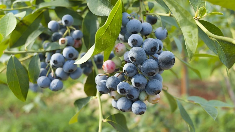 Biloxi Southern Highbush Blueberry Live Plant - Healthy 2 Year Old Outdoor Bush - Image 2