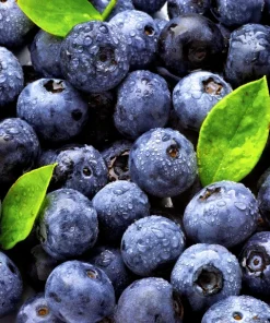 Biloxi Southern Highbush Blueberry Live Plant - Healthy 2 Year Old Outdoor Bush - Image 3