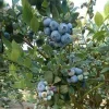 Biloxi Southern Highbush Blueberry Live Plant - Healthy 2 Year Old Outdoor Bush - Image 1