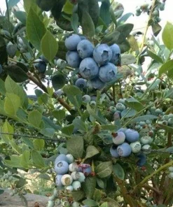 Biloxi Southern Highbush Blueberry Live Plant - Healthy 2 Year Old Outdoor Bush - Image 1