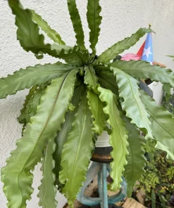 Bird Nest Fern Live Plant - Asplenium nidus Houseplant Indoor - Image 1