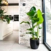 Bird of Paradise Live Plant, Strelitzia reginae Tropical Indoor Plant - Image 1