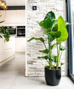 Bird of Paradise Live Plant, Strelitzia reginae Tropical Indoor Plant - Image 1