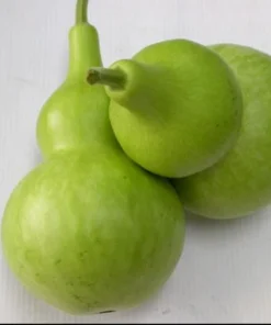 Birdhouse Gourd Seeds - 10 Seeds for Planting - Bottle Gourd Seeds - Image 2