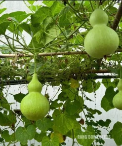 Birdhouse Gourd Seeds - 10 Seeds for Planting - Bottle Gourd Seeds - Image 4