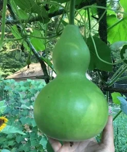 Birdhouse Gourd Seeds - 10 Seeds for Planting - Bottle Gourd Seeds - Image 5