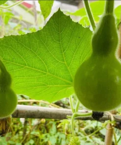 Birdhouse Gourd Seeds - 10 Seeds for Planting - Bottle Gourd Seeds - Image 6