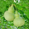 Birdhouse Gourd Seeds - 10 Seeds for Planting - Bottle Gourd Seeds - Image 1