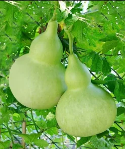 Birdhouse Gourd Seeds - 10 Seeds for Planting - Bottle Gourd Seeds - Image 1