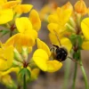 Bird's Foot Trefoil Flower Seeds - 200 Count Yellow Groundcover, Zones 3-9 - Image 1
