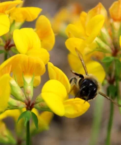 Bird's Foot Trefoil Flower Seeds - 200 Count Yellow Groundcover, Zones 3-9 - Image 1