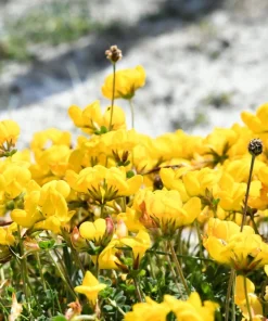 Bird's Foot Trefoil Flower Seeds - 200 Count Yellow Groundcover, Zones 3-9 - Image 2