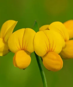 Bird's Foot Trefoil Flower Seeds - 200 Count Yellow Groundcover, Zones 3-9 - Image 3