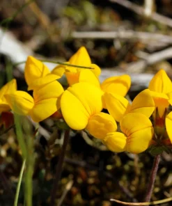 Bird's Foot Trefoil Flower Seeds - 200 Count Yellow Groundcover, Zones 3-9 - Image 4