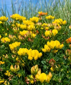 Bird's Foot Trefoil Flower Seeds - 200 Count Yellow Groundcover, Zones 3-9 - Image 5