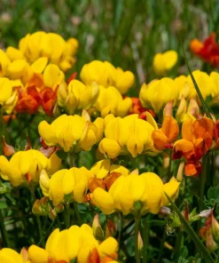 Bird's Foot Trefoil Flower Seeds - 200 Count Yellow Groundcover, Zones 3-9 - Image 6