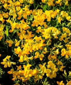 Bird's Foot Trefoil Flower Seeds - 200 Count Yellow Groundcover, Zones 3-9 - Image 7