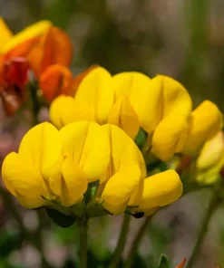 Bird's Foot Trefoil Flower Seeds - 200 Count Yellow Groundcover, Zones 3-9 - Image 8