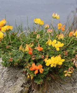 Bird's Foot Trefoil Flower Seeds - 200 Count Yellow Groundcover, Zones 3-9 - Image 9