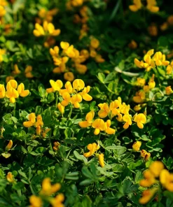Bird's Foot Trefoil Seeds - 200 Count - Low-Growing Perennial Groundcover - Image 2