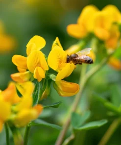 Bird's Foot Trefoil Seeds - 200 Count - Low-Growing Perennial Groundcover - Image 3