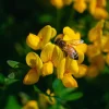 Bird's Foot Trefoil Seeds - 200 Count - Low-Growing Perennial Groundcover - Image 1