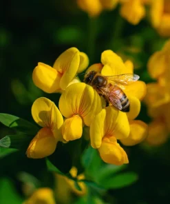 Bird's Foot Trefoil Seeds - 200 Count - Low-Growing Perennial Groundcover - Image 1
