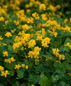 Bird's Foot Trefoil Seeds - 200 Count - Low-Growing Perennial Groundcover - Image 4