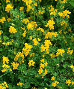 Bird's Foot Trefoil Seeds - 200 Count - Low-Growing Perennial Groundcover - Image 5