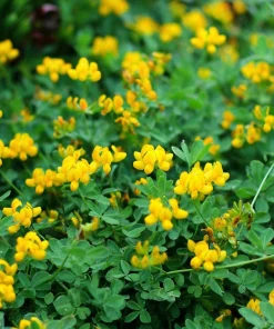 Bird's Foot Trefoil Seeds - 200 Count - Low-Growing Perennial Groundcover - Image 6
