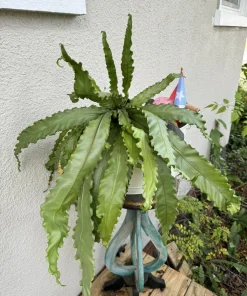 Bird's Nest Fern Live Plant - Asplenium Nidus Tropical Houseplant - Image 2