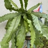 Bird's Nest Fern Live Plant - Asplenium Nidus Tropical Houseplant - Image 1