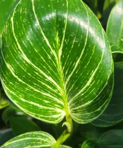Birkin Philodendron Live Plant – Rooted Cutting – 4 inch Pot – Indoor - Image 2