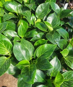 Birkin Philodendron Live Plant – Rooted Cutting – 4 inch Pot – Indoor - Image 3