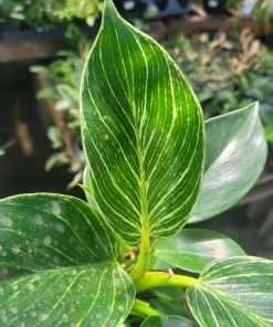 Birkin Philodendron Live Plant – Rooted Cutting – 4 inch Pot – Indoor - Image 4