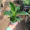 Birkin Philodendron Live Plant – Rooted Cutting – 4 inch Pot – Indoor - Image 1