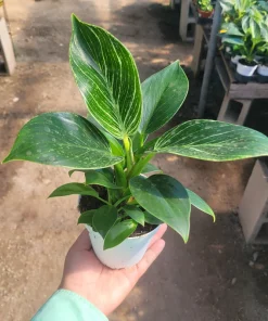 Birkin Philodendron Live Plant – Rooted Cutting – 4 inch Pot – Indoor - Image 1